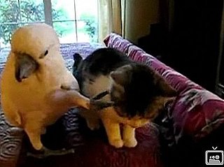 Love Conquers All: Cat and Cockatoo Edition
