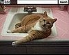 An Oldie but Goodie: Cat in Sink, Talking Edition