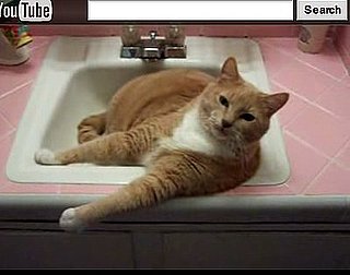 An Oldie but Goodie: Cat in Sink, Talking Edition