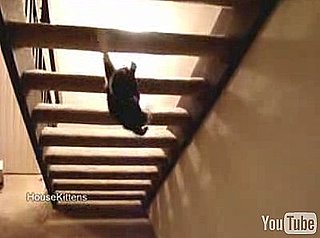 Cute Alert: Cat Can't Be Bothered to Climb Stairs Like Everyone Else