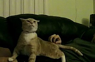 One of the Best Cat Videos Ever