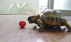 Cute Alert: Tiny Tortoise Tries to Eat a Tomato