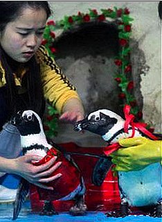 Gay Penguin Pair Tie the Knot