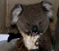 Cute Alert: Baby Koala Skinny Dips in a Tiny Tub of Water