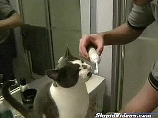 Cute Alert: Cat Loves Brushing Its Teeth!