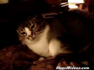 This Cat Means Business