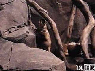 Otter Dances at the Zoo