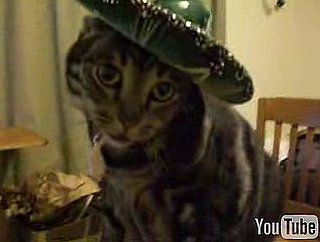 Happy Caturday!