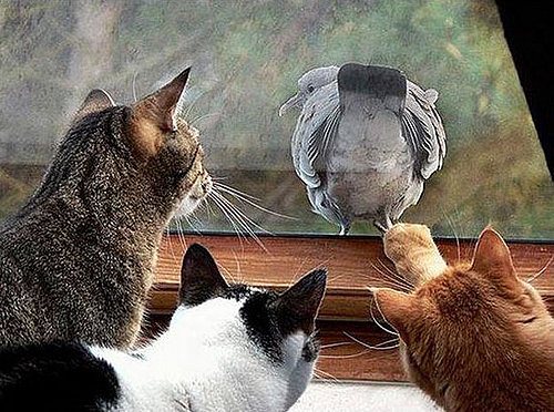 Bird Shows Cats Its Butt