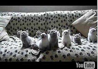 Cute Alert: Kittens Dance in Unison
