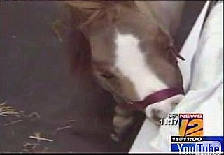 Cute Alert: Thumbelina, the World's Smallest Horse, Visits Sick Kids
