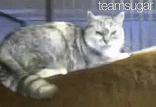 Cat Loves Horse