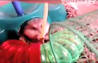 Dwarf Hamster Loves Fetuccine Noodles