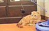 Happy Caturday!