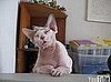 Hairless Sphynx Cat Needs a Nap