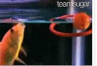Cute Alert: Goldfish Plays an Array of Sports