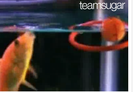 Cute Alert: Goldfish Plays an Array of Sports