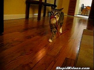 Cat Fetches String