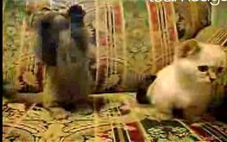 Cats Love String