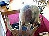 Cute Alert: Anteater Eats From a Spoon!