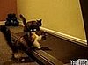 Cats on a Treadmill
