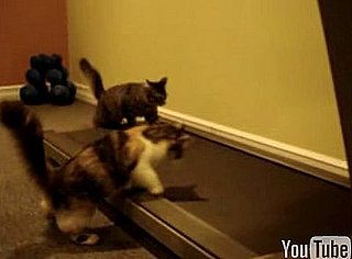 Cats on a Treadmill