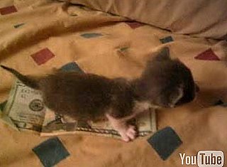 Kitten Smaller Than a $20 Bill