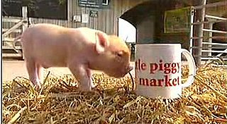 Cute Alert: Little Bitty Piglets!