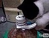 Cat Opens Jar
