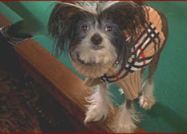 Funniest Looking Dog Breed