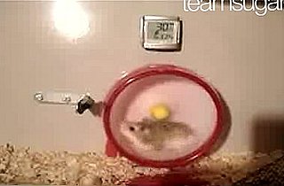 Hammie Time!