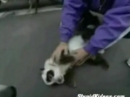 Cute Alert: Panda Dog