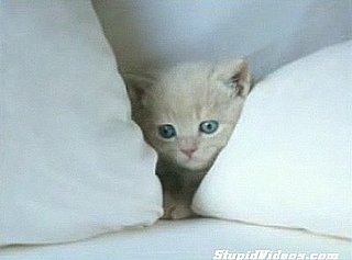 Happy Caturday!