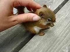 Cute Alert: Baby Squirrel Eating a Nut Cute Alert: Baby Squirrel Eating a Nut