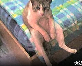 Cat Is, Like, Totally Bummed 