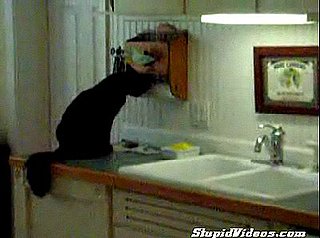 Cat Loves Paper Towels