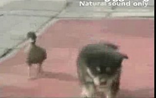 Cute Alert: Duckling Loves Doggie