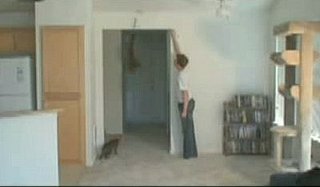 Amazing Jumping Cats!
