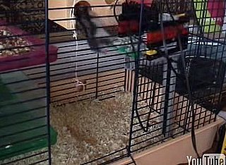 A Private Hamster Elevator Made of Lego