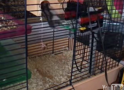 A Private Hamster Elevator Made of Lego