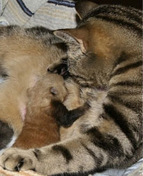 Cat Adopts Baby Rejected Baby Red Panda