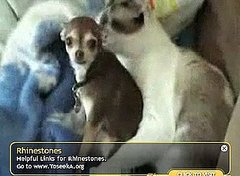 Dog Is Sick of Being Licked by Cat Dog Is Sick of Being Licked by Cat
