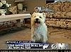 Tiny Dog Has Been Barking Nonstop for 6 Years