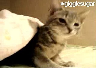 Cat Plays Hide and Seek