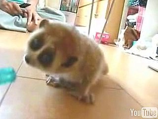Cute Alert: Very. Slow. Loris