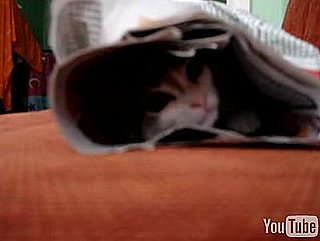 Emo Kitten Listens to Radiohead