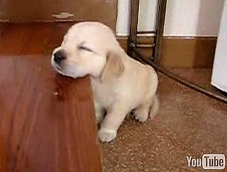 Cute Puppy Falls Asleep