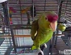 Parrot Whistles Kill Bill Theme Song Parrot Whistles Kill Bill Theme Song