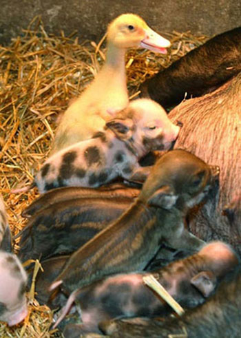 Cute Alert: Interspecies Lovin' Kicks It Up a Notch