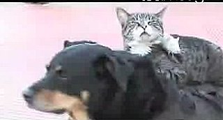 Interspecies Lovin': A Dog, a Cat, and a Rat
